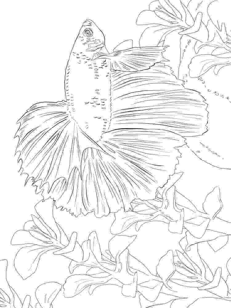 betta fish coloring pages betta fish hand drawn coloring page stock vector coloring betta pages fish 
