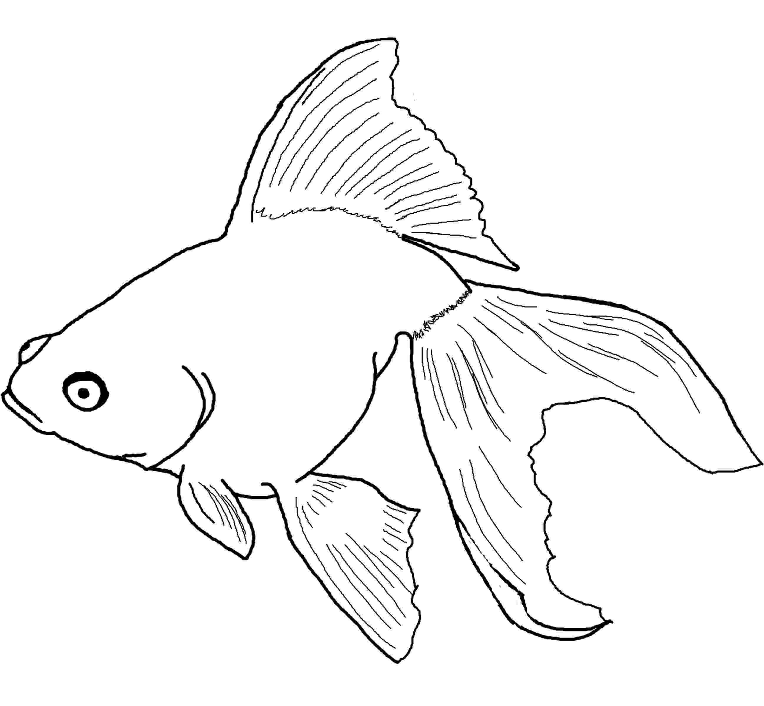 betta fish coloring pages chameleon coloring pages coloringbay coloring fish pages betta 