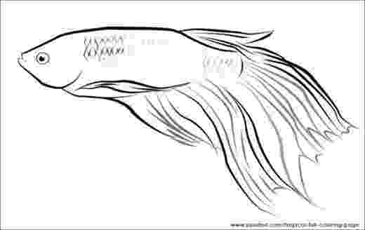 betta fish coloring pages siamese fighting fish coloring pages fish betta coloring pages 
