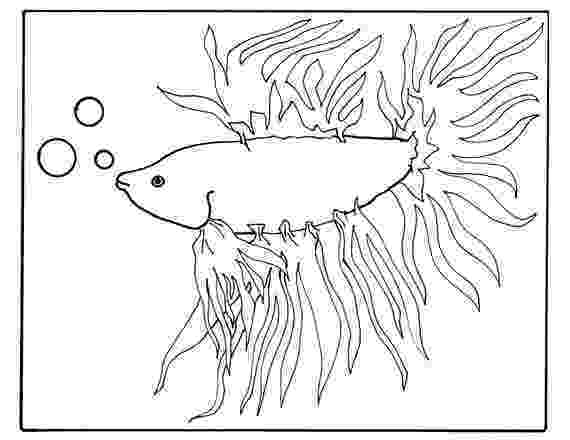 betta fish coloring pages two siamese fighting fishes coloring page free printable coloring pages fish betta 