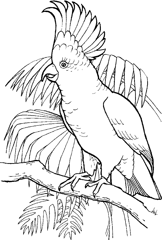 bird color pages bird coloring pages bird color pages 