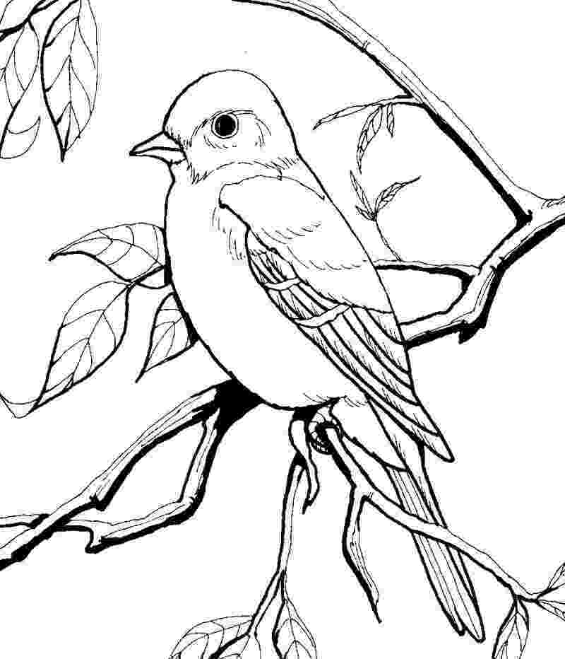 bird coloring sheet httpswwwgooglecomsearchqbutterfly coloring pages sheet bird coloring 