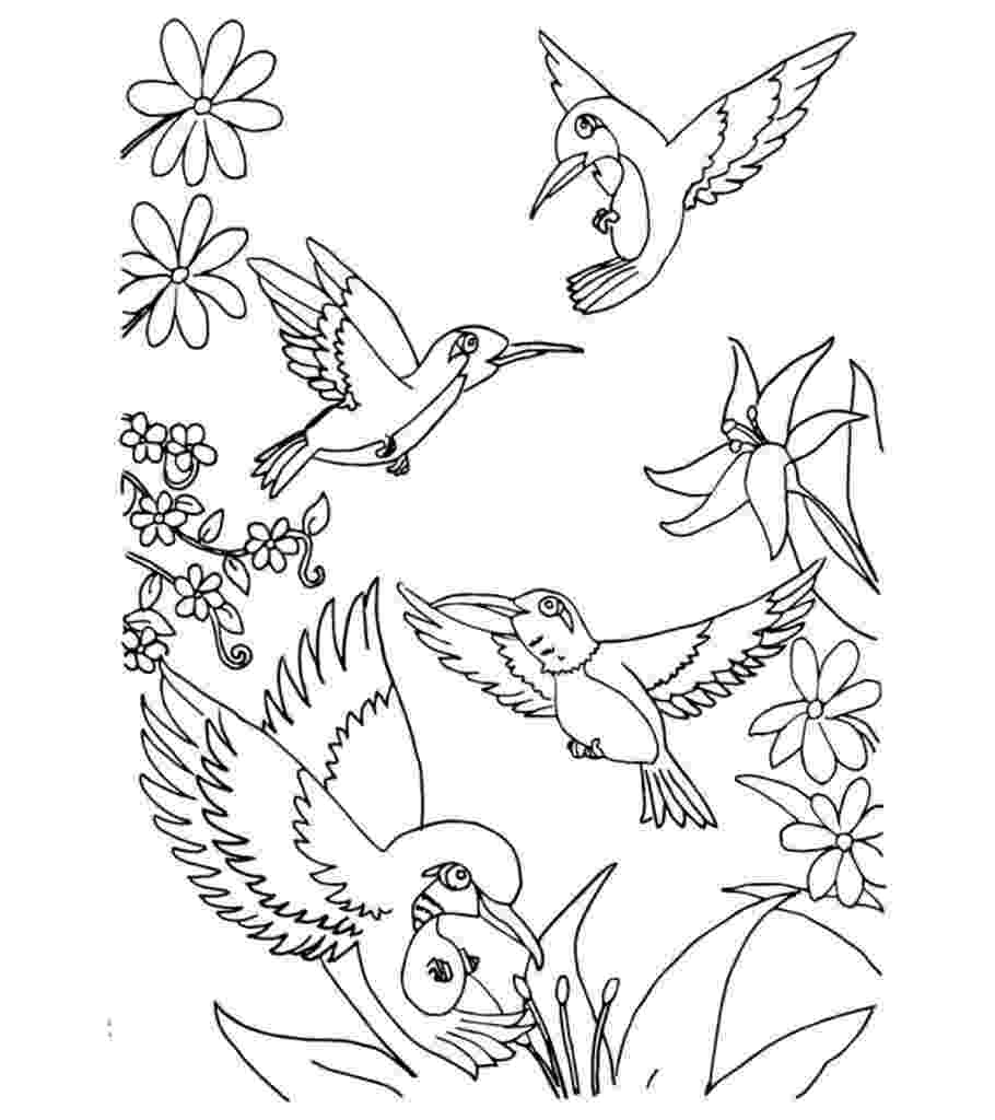 bird coloring sheet top 10 hummingbird coloring pages for your toddler sheet bird coloring 