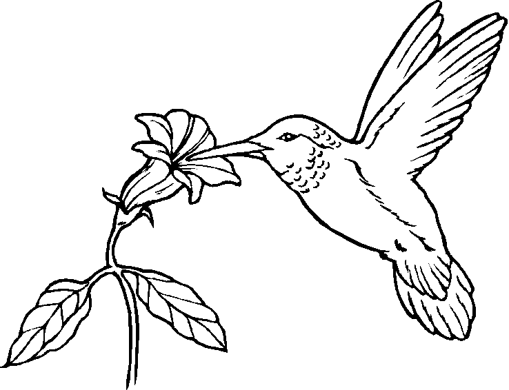 bird printable bird coloring pages getcoloringpagescom printable bird 