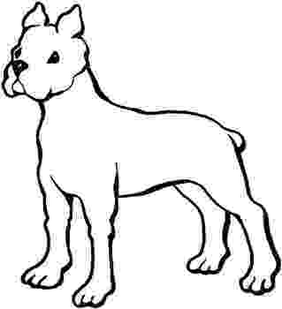 boxer puppy coloring pages boxer puppies glamorous pooch puppies for sale puppy coloring boxer pages 