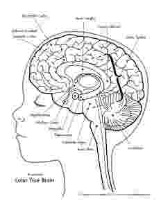 brain picture worksheet awesome anatomy if i only had a brain worksheet picture brain worksheet 