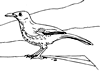 brown thrasher coloring page bird brown thrasher coloring page coloring pages coloring thrasher brown page 