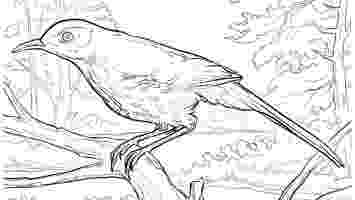 brown thrasher coloring page brown thrasher gt 24592 brown thrasher coloring pages 2 page coloring thrasher brown 