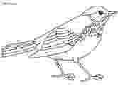 brown thrasher coloring page north america bird coloring page download free north page brown coloring thrasher 