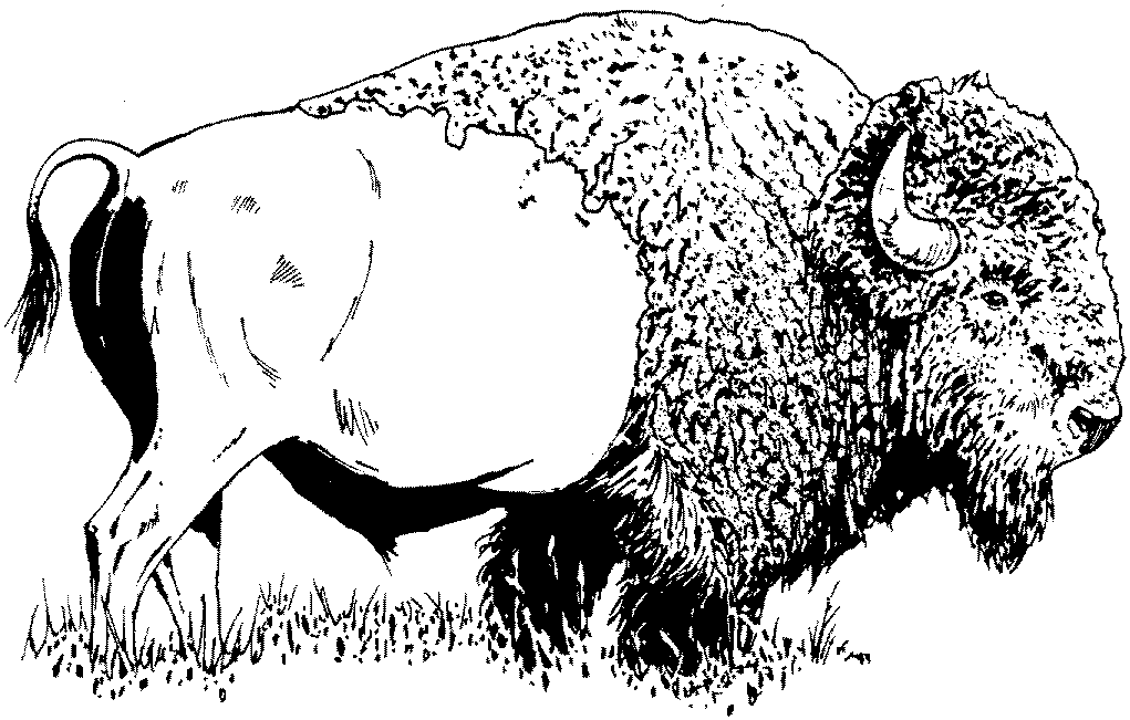 buffalo pictures to color buffalo coloring page coloringcrewcom to buffalo color pictures 