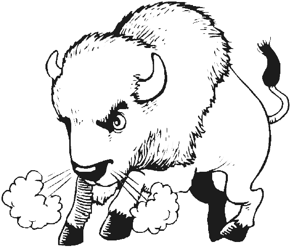 buffalo pictures to color free buffalo and bison coloring pages to pictures buffalo color 