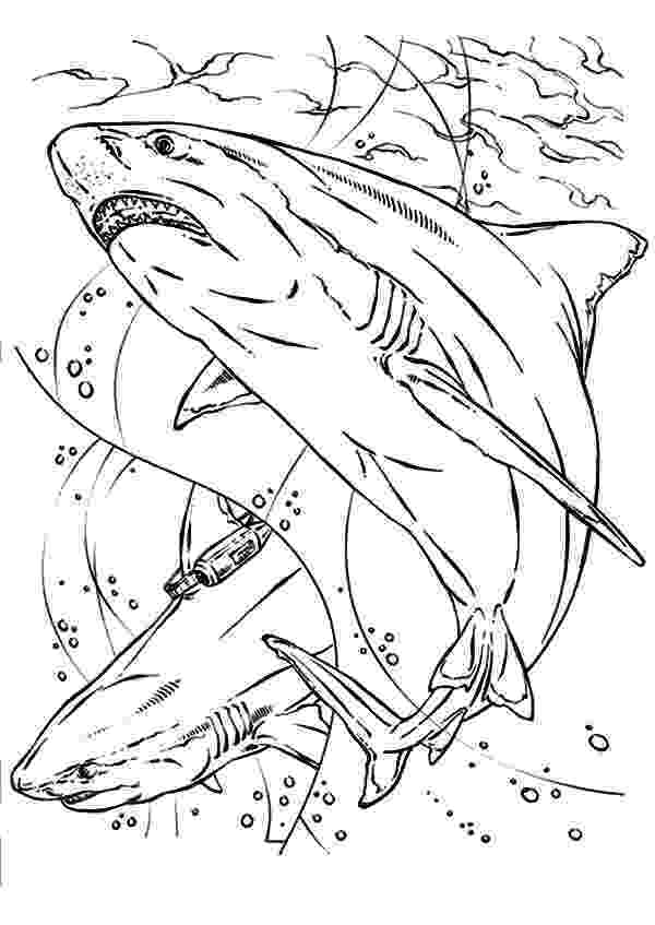 bull shark coloring pages 40 bull shark coloring pages free printable shark coloring pages bull shark 