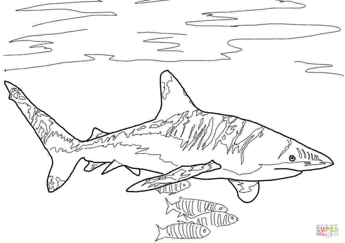 bull shark coloring pages bull coloring pages to download and print for free coloring pages shark bull 