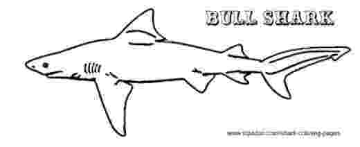 bull shark coloring pages bull shark coloring page free printable coloring pages shark pages bull coloring 