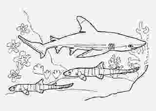 bull shark coloring pages bull shark coloring pages coloring home coloring bull shark pages 