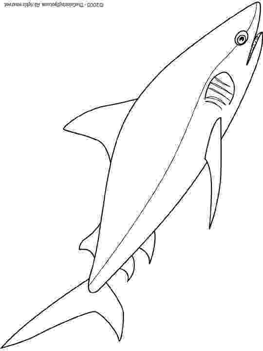 bull shark coloring pages bull shark coloring pages coloring home shark pages bull coloring 