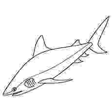 bull shark coloring pages coloring pages bull shark p5735 fish gt shark free pages shark coloring bull 