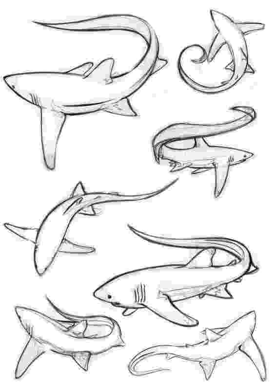 bull shark coloring pages coloring pages shark coloring pages free and printable coloring shark pages bull 