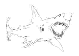 bull shark coloring pages coloring pages shark coloring pages free and printable shark bull pages coloring 