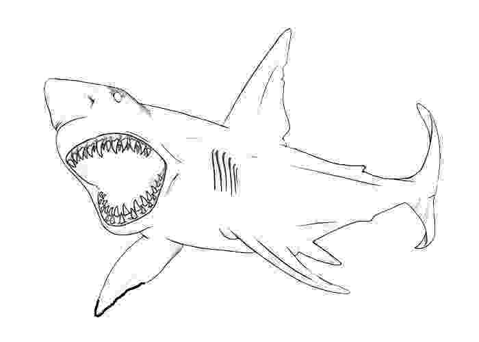 bull shark coloring pages coloring pages shark coloring pages free and printable shark coloring bull pages 
