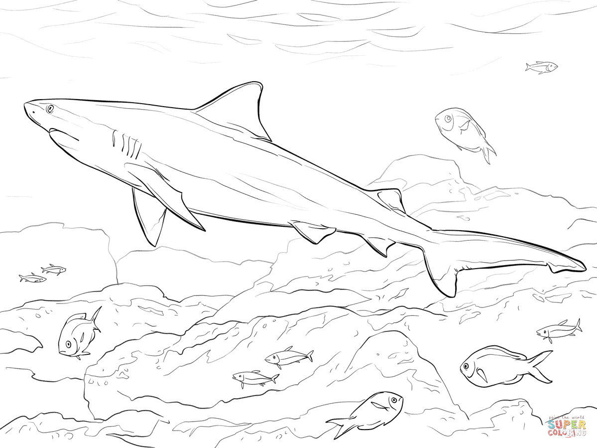 bull shark coloring pages shark coloring pages bull pages coloring shark 