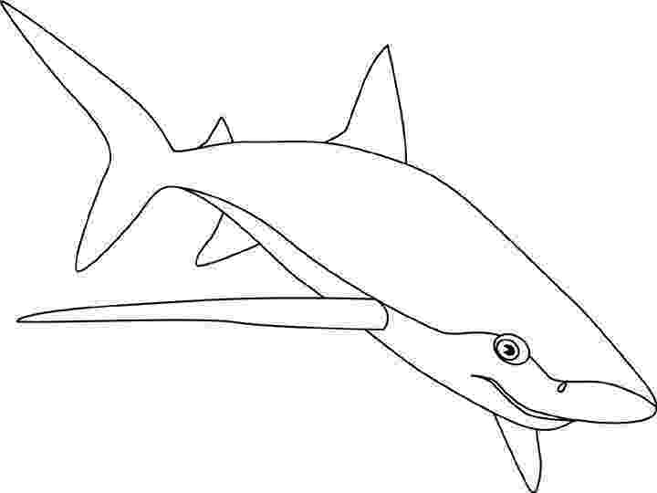 bull shark coloring pages thresher coloring download thresher coloring for free 2019 bull pages coloring shark 