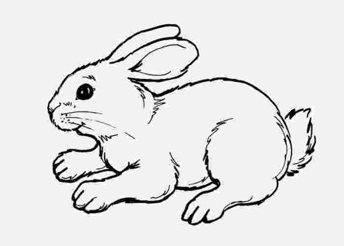 bunny color page cute baby bunnies coloring pages getcoloringpagescom color bunny page 