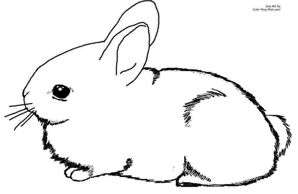 bunny coloring picture cute bunny coloring pages to download and print for free picture coloring bunny 