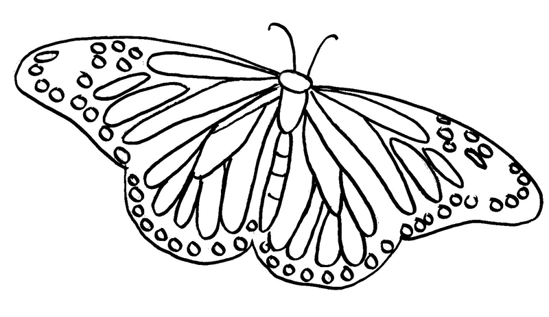 butterflies coloring pages butterfly coloring pages butterflies pages coloring 