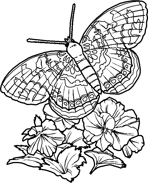 butterflies coloring pages free printable butterfly coloring pages for kids coloring butterflies pages 1 1