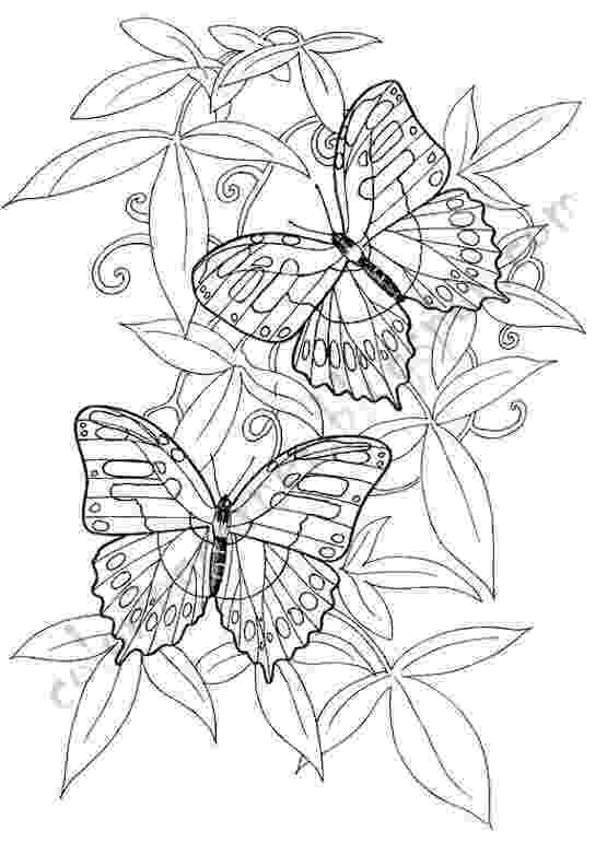 butterfly color pages monarch butterfly coloring pages to print free coloring butterfly color pages 