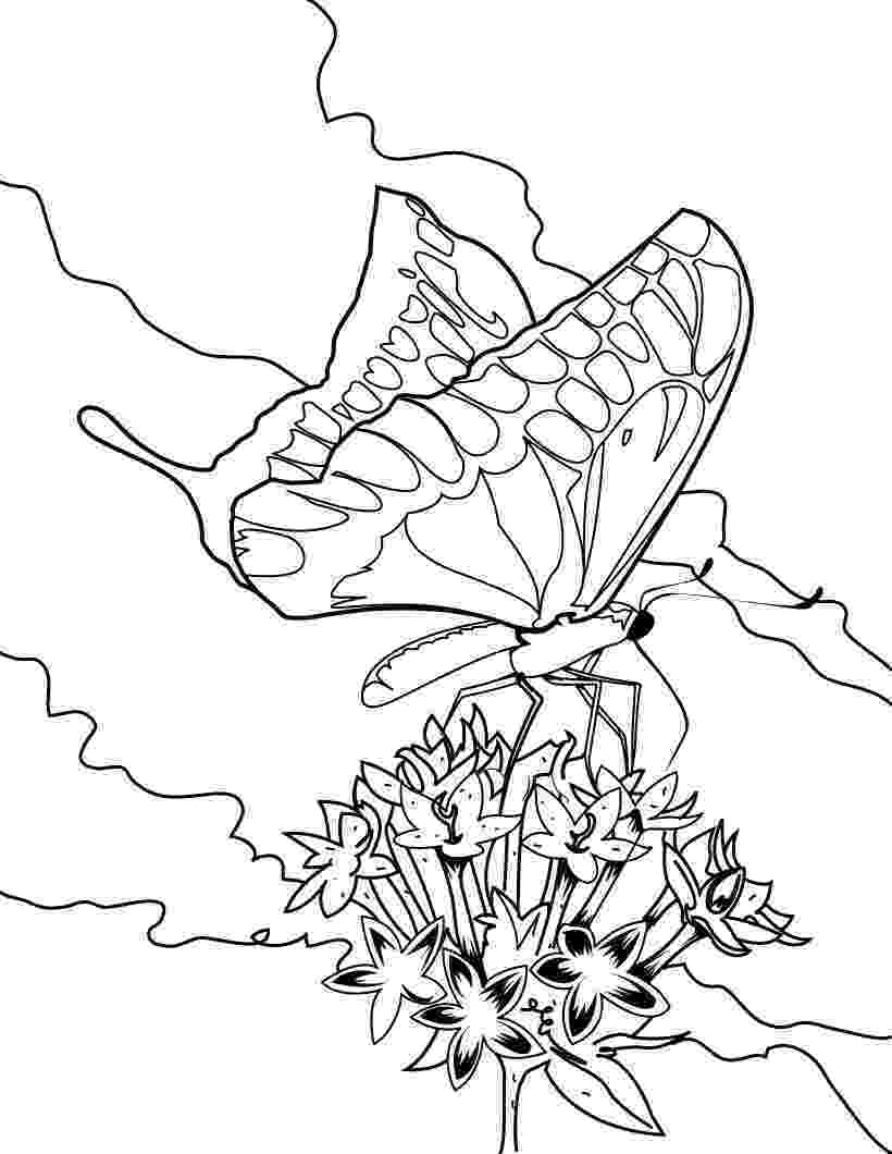 butterfly color pages simple butterfly coloring pages getcoloringpagescom pages color butterfly 