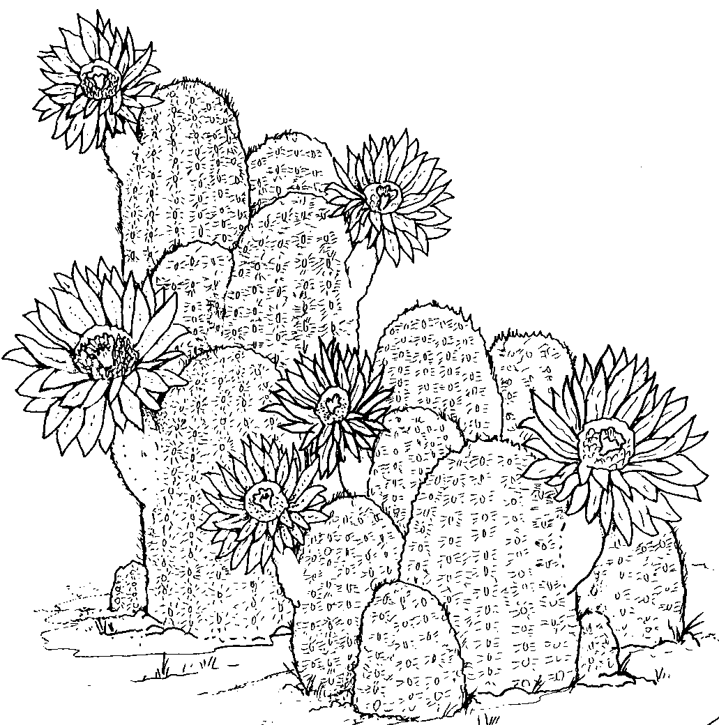 cactus pictures to color cactus coloring pages 360coloringpages cactus pictures color to 