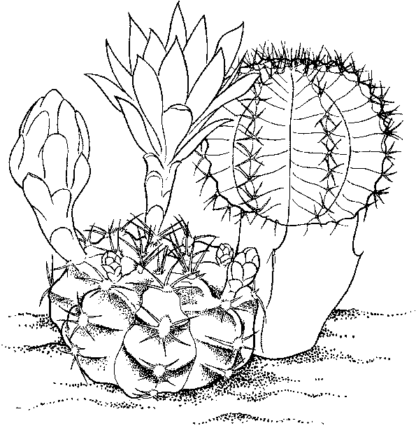 cactus pictures to color flower coloring pages color to cactus pictures 