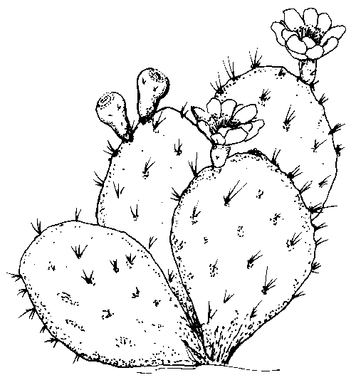 cactus pictures to color flower coloring pages to cactus pictures color 