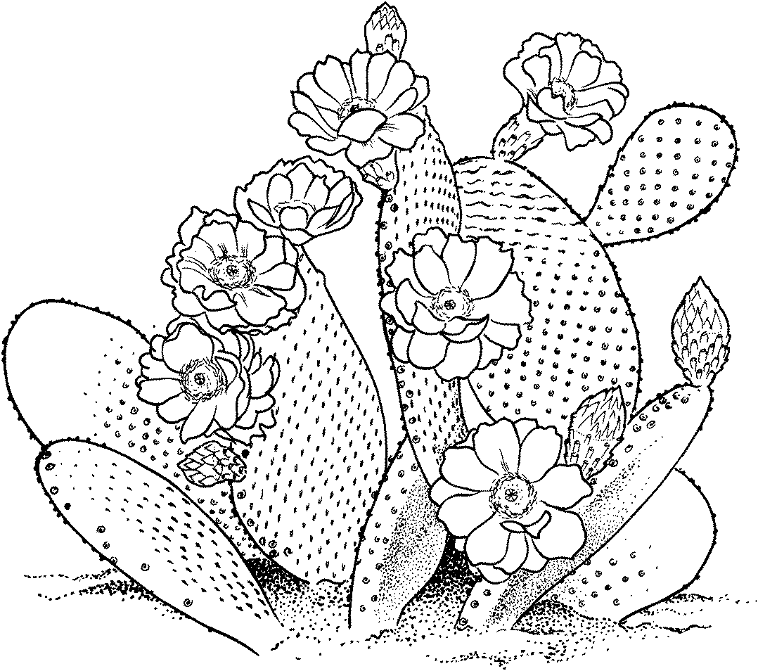 cactus pictures to color free printable cactus coloring pages for kids to color cactus pictures 