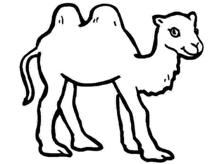 camel pictures to colour camel coloring pages coloringpages1001com camel colour pictures to 