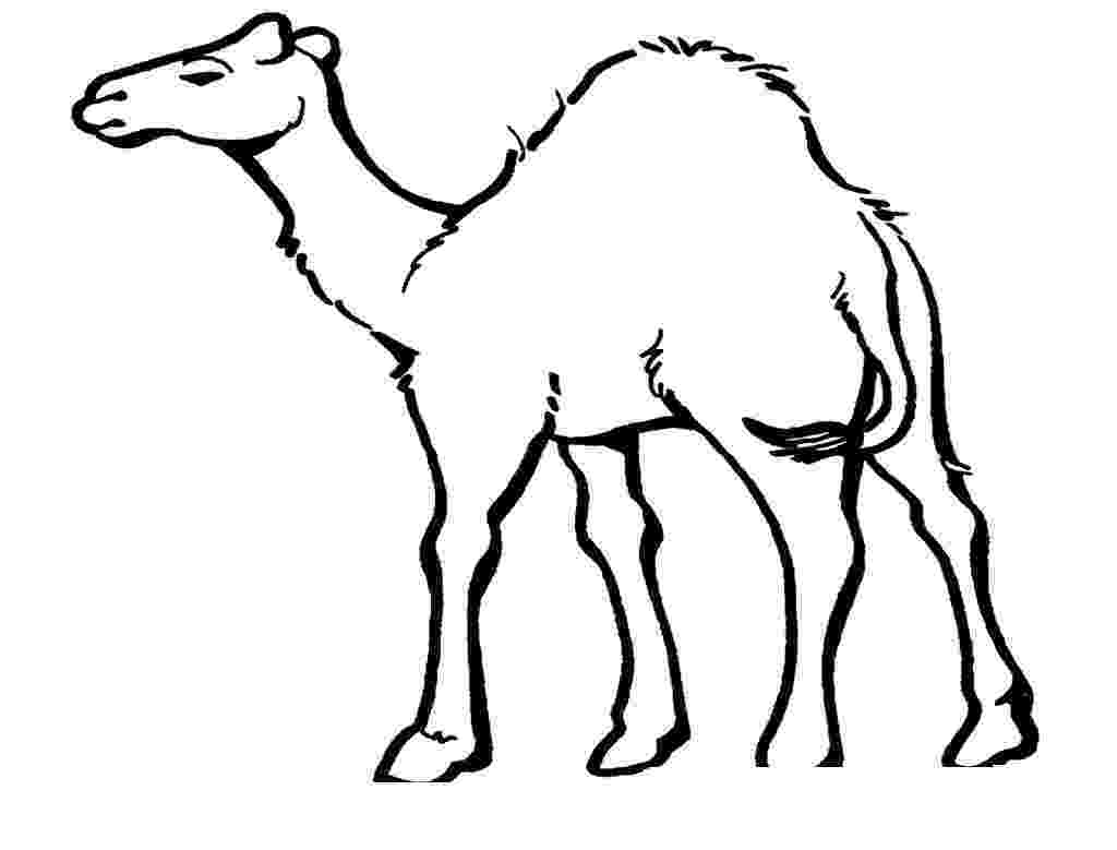 camel pictures to colour camel for transportation coloring page download print to colour camel pictures 