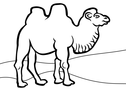 camel pictures to colour camels carries arabic man coloring page photos animal at camel pictures to colour 