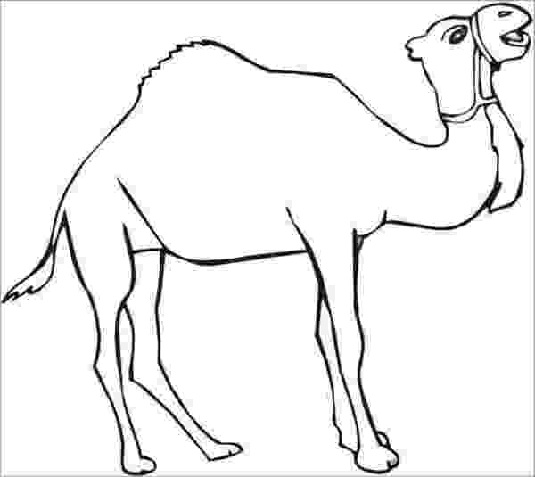 camel pictures to colour free camel pictures to print download free clip art free pictures colour camel to 