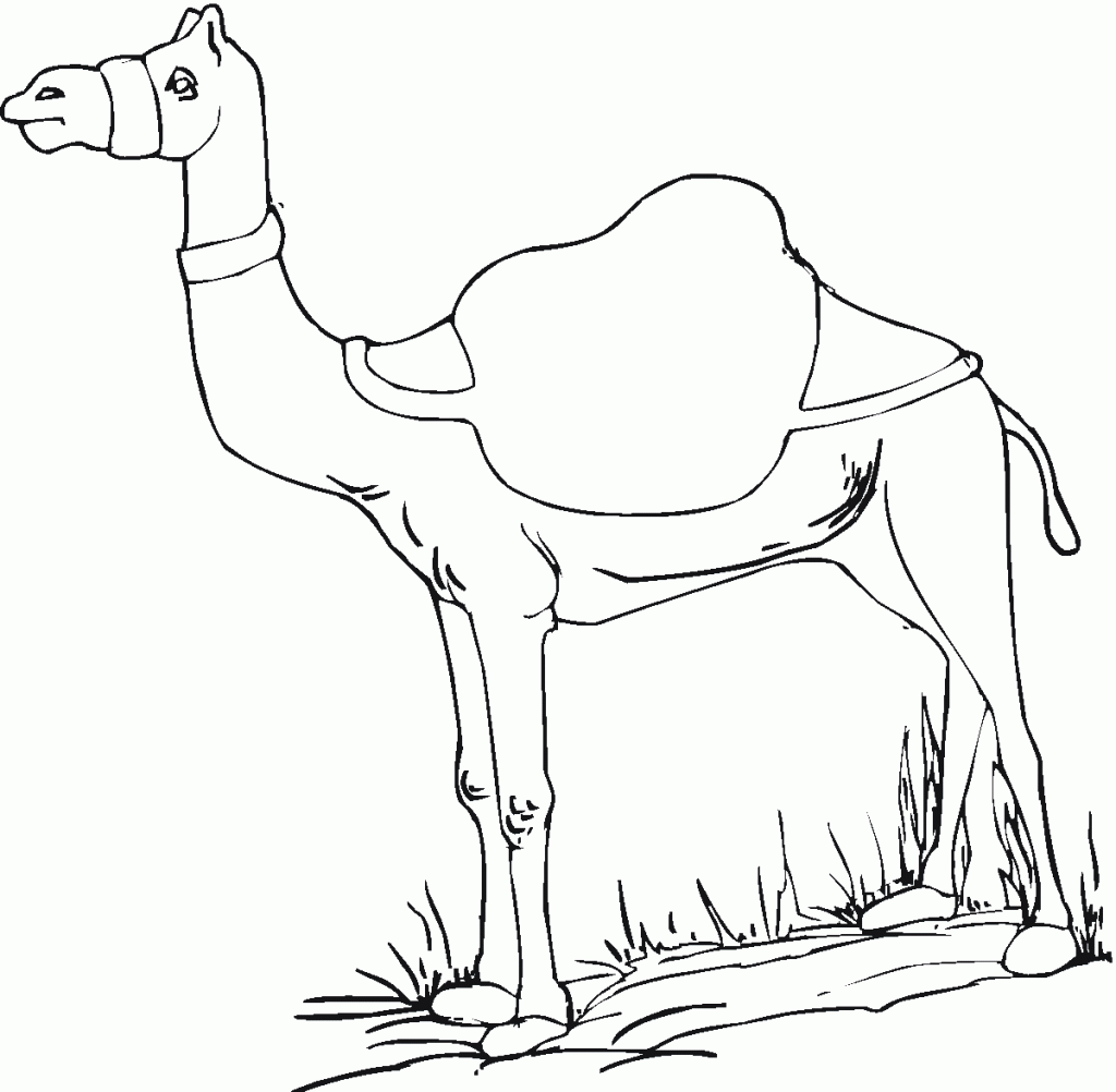 camel pictures to colour free printable camel coloring pages for kids animal place camel colour pictures to 
