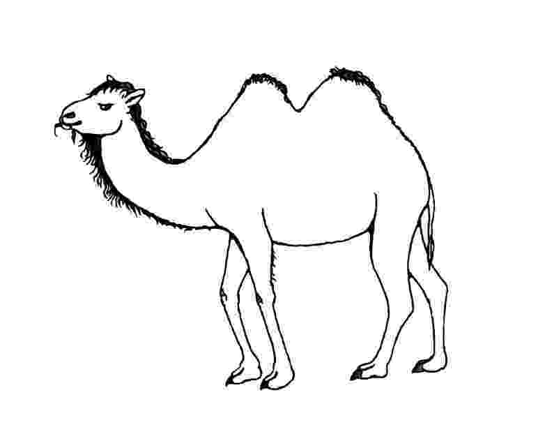 camel pictures to colour free printable camel coloring pages for kids camel colour to pictures 