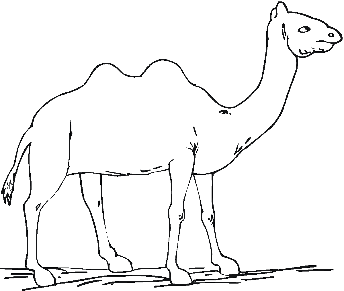 camel pictures to colour free printable camel coloring pages for kids colour to pictures camel 