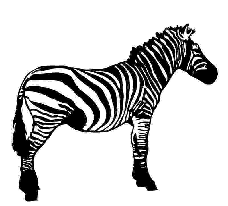 cartoon zebra cute zebra cartoon stock illustration illustration of zebra cartoon 1 1