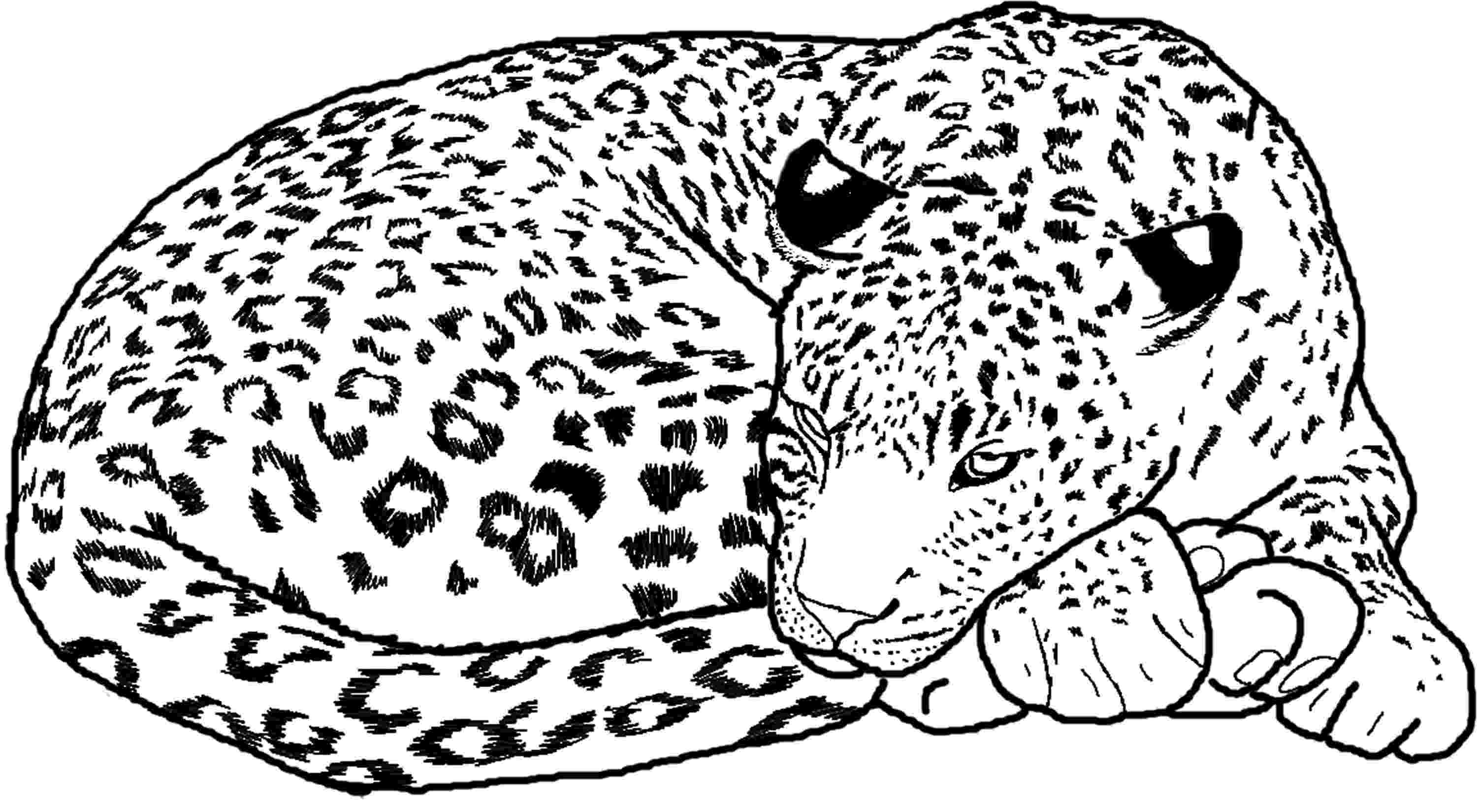 cheetah coloring pages for adults cheetah adult coloring page adult coloring coloring pages cheetah coloring adults for 