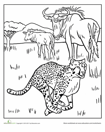 cheetah coloring pages for adults cheetah coloring page homeschool science coloring adults pages coloring for cheetah 