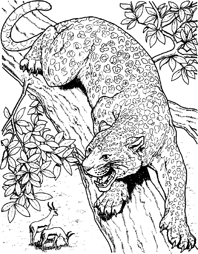 cheetah coloring pages for adults free printable cheetah coloring pages for kids for adults pages cheetah coloring 