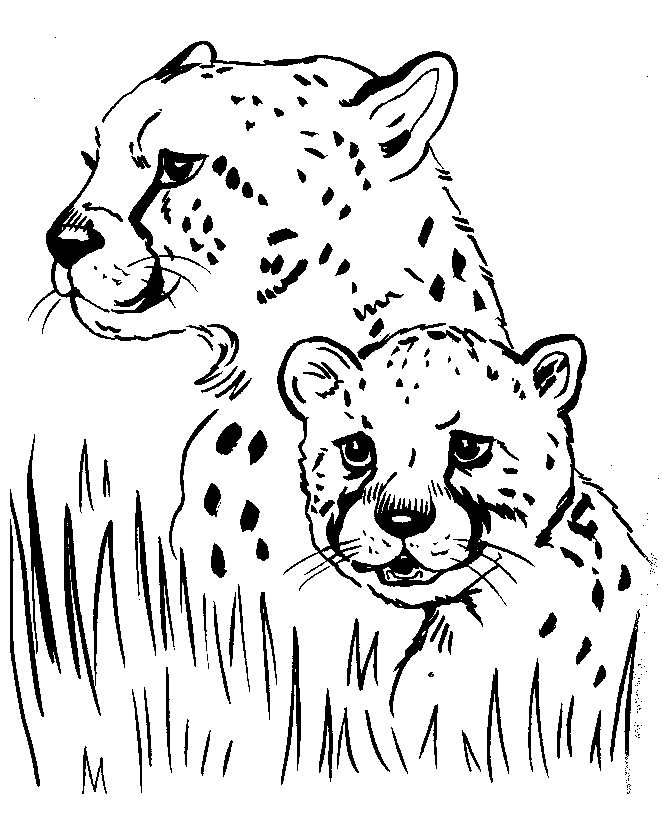 cheetah print coloring pages pictures of baby cheetahs coloring home coloring cheetah print pages 