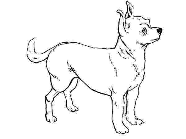 chihuahua coloring page chihuahua dog coloring pages download and print for free page coloring chihuahua 