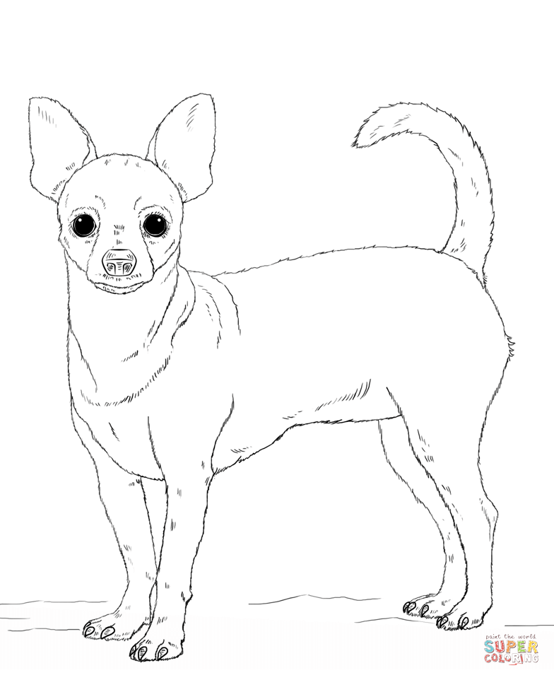 chihuahua coloring page chihuahua pages coloring pages chihuahua coloring page 